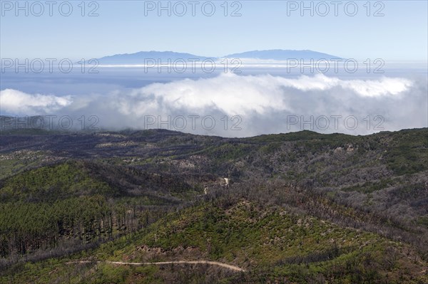 View from the summit of Garajonay on charred shrubs and trees