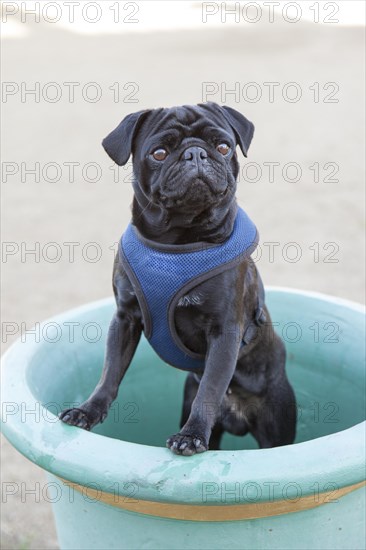 Black Pug posing in a flower pot