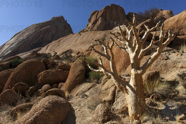 Butter tree (Cyphostemma curroii)