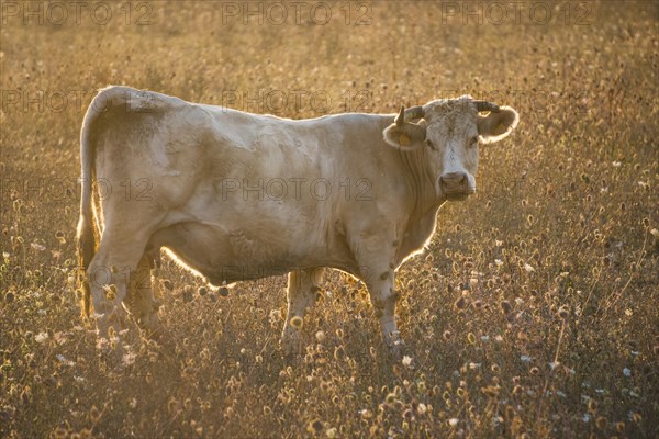 Charolais cattle