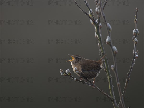 Wren (Troglodytes troglodytes)