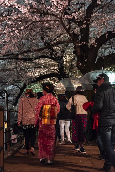 Japanese woman with kimono under blossoming cherry foams at night