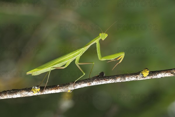 Praying Mantis (Mantis religiosa)