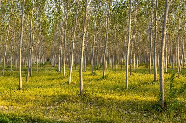 Poplars (Populus)