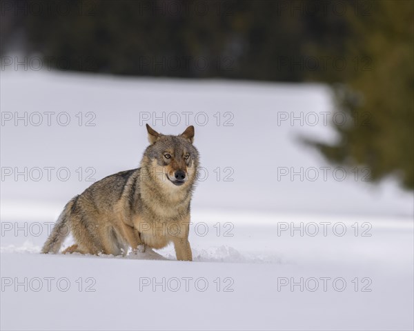 Gray wolf (Canis lupus)