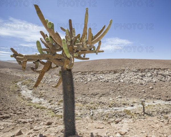 Candelabra Cactus (Browningia candelaris)