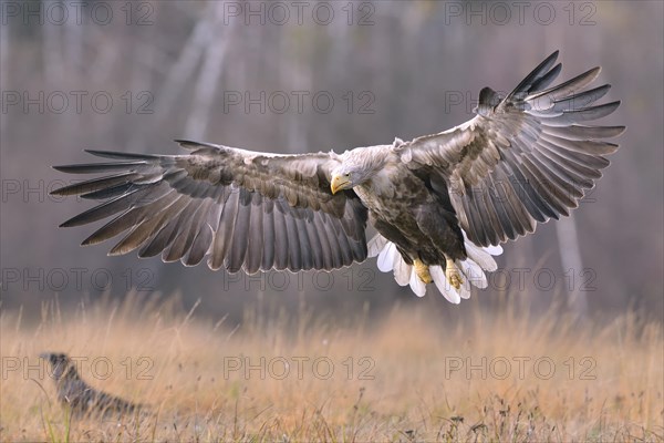 White-tailed Eagle (Haliaeetus albicilla) in flight in an autumn landscape