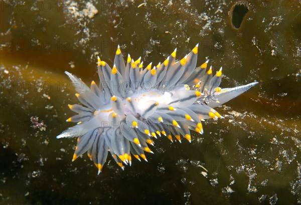 White-and-orange-tipped Nudibranch (Janolus fuscus)