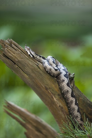 Sand Viper (Vipera ammodytes)