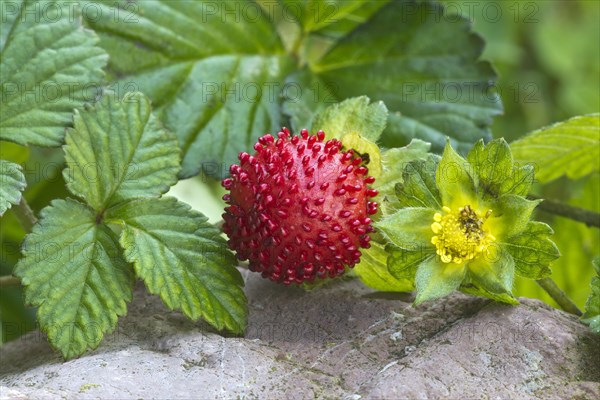 Mock strawberry (Potentilla indica)