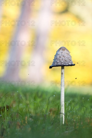 Shaggy Ink Cap (Coprinus comatus)