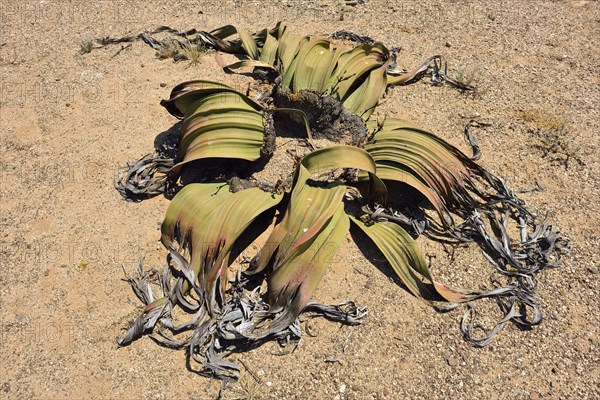 Welwitschia mirabilis