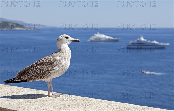 Seagull on the Cote d'Azur