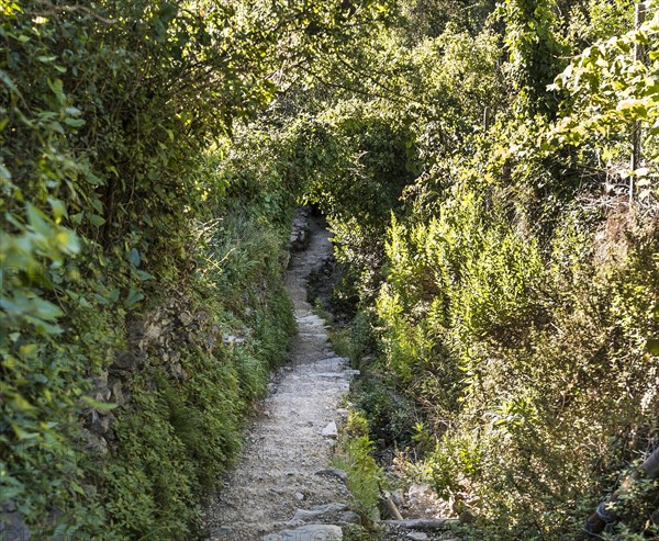 Trail surrounded by plants