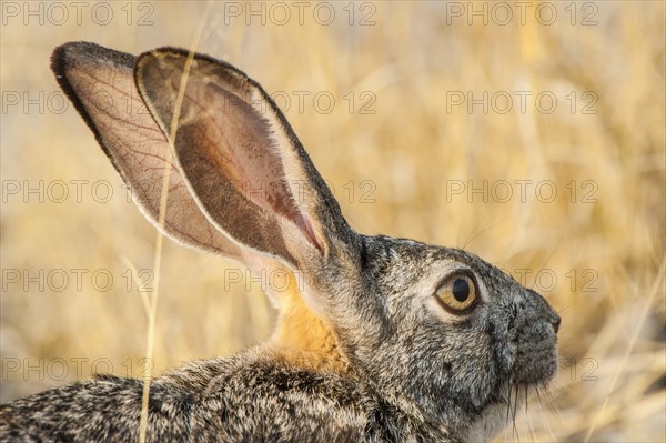 Scrub hare (Lepus saxatilis)