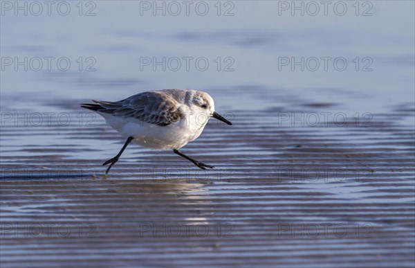 Sanderling (Calidris alba) in winter plumage running on the ocean beach