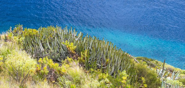 Canary Island Spurge (Euphorbia canariensis)