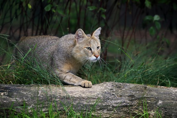 Jungle Cat (Felis chaus)