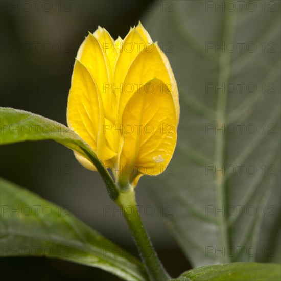 Lollipop Plant or Golden Shrimp Plant (Pachystachys lutea)