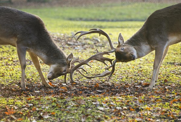 Fallow Deer (Dama dama)