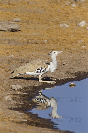 Kori Bustard (Ardeotis kori) drinking at a waterhole