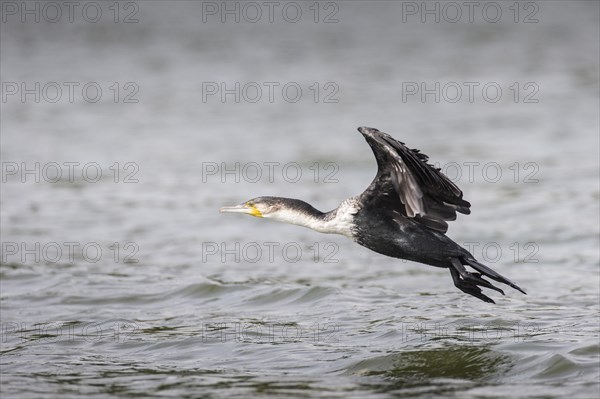 White-breasted Cormorant (Phalacrocorax carbo lucidus)