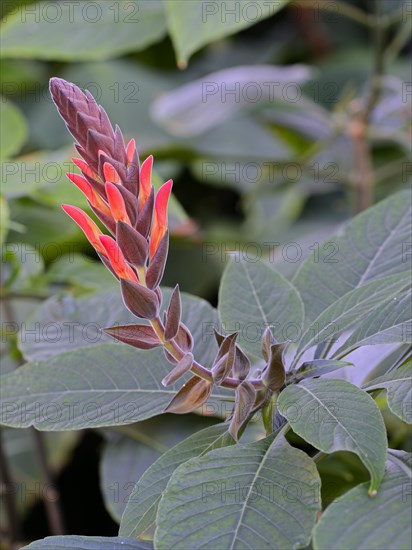 Aphelandra species (Aphelandra schiedeana)