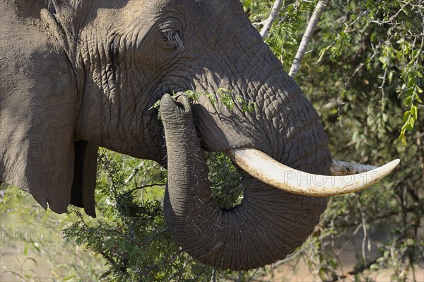 African Elephant (Loxodonta africana)