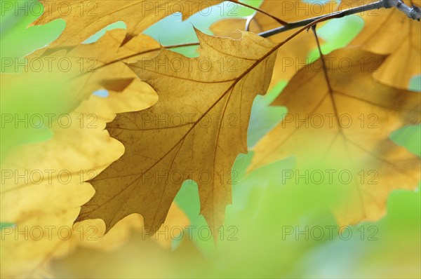 Northern red oak (Quercus rubra)