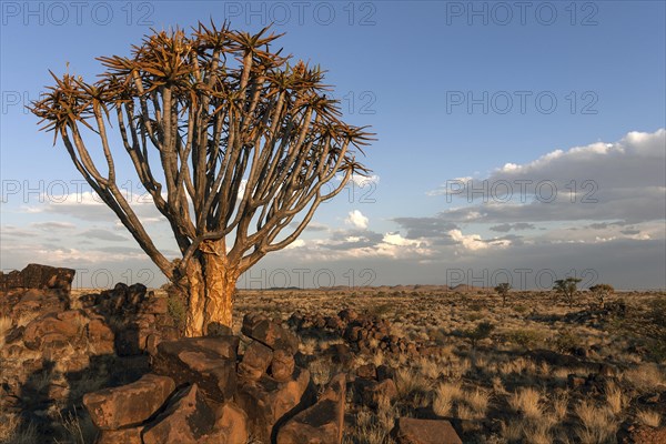 Quiver tree (Aloe dichotoma)