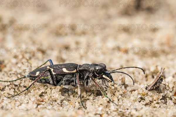 Cicindela hybrida (Cicindela hybrida) against predators