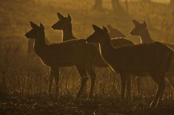 Backlit herd of female Chitals