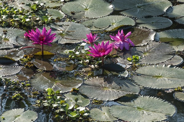 Lotus flowers (Nelumbo)