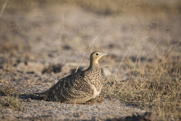 Chestnut-bellied Sandgrouse (Pterocles exustus)