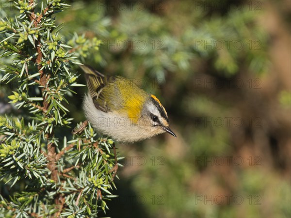 Common firecrest (Regulus ignicapilla)