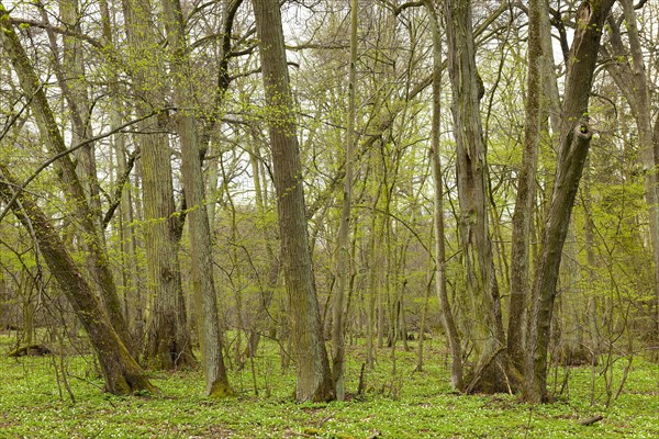 Biggest Small-leaved Lime forest in Central Europe (Tilia cordata)