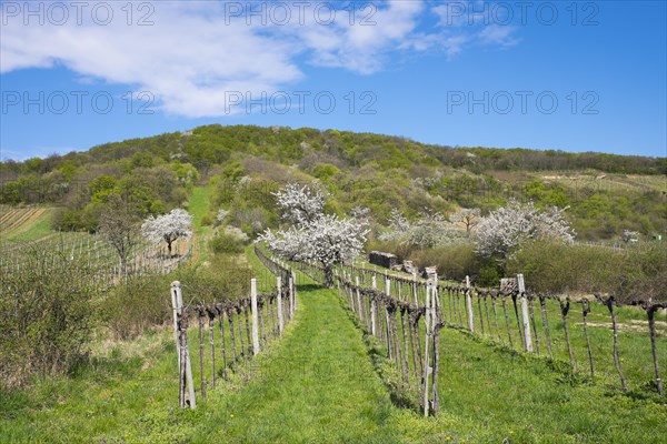 Blossoming cherry trees in vineyard