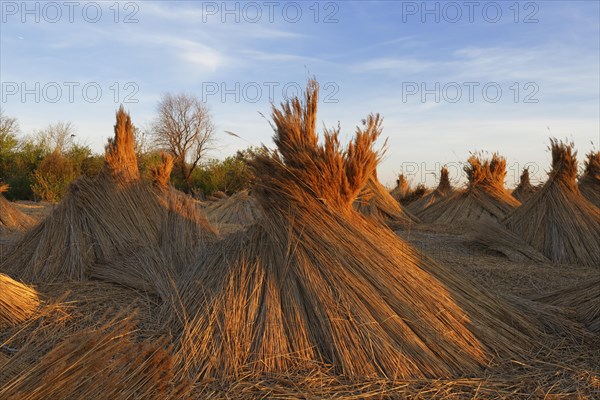 Reed-cone at Lake Neusiedl