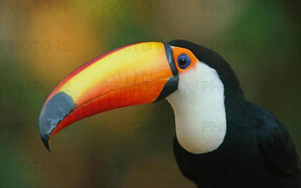 Toco toucan (Ramphastos toco)