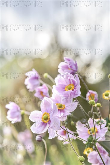 Japanese anemone (Anemone japonica)