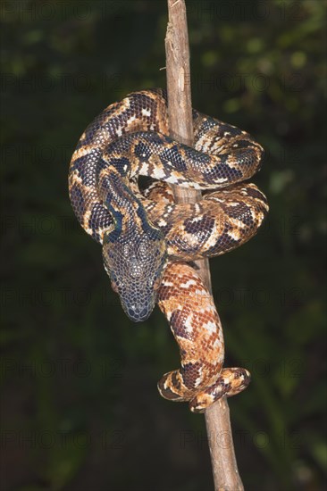 Madagascar Tree Boa (Sanzinia madagascariensis)