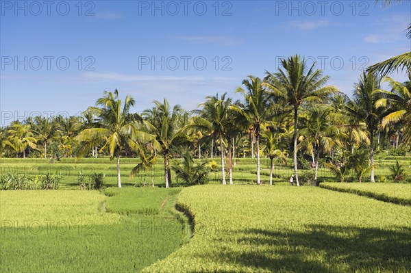 Paddy field and coconut trees