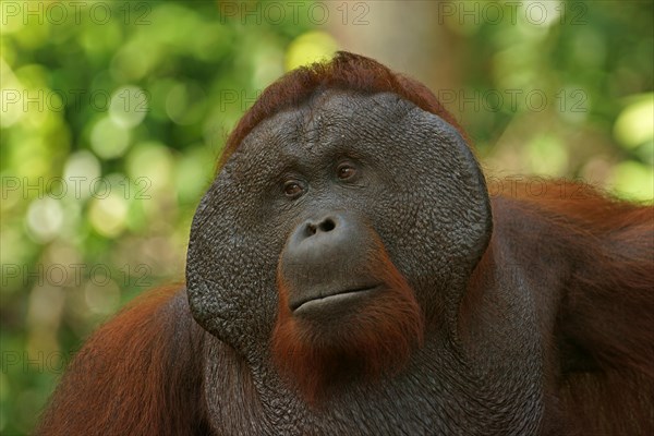 Bornean Orangutan (Pongo pygmaeus)