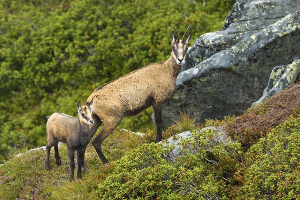 Chamois (Rupicapra rupicapra)