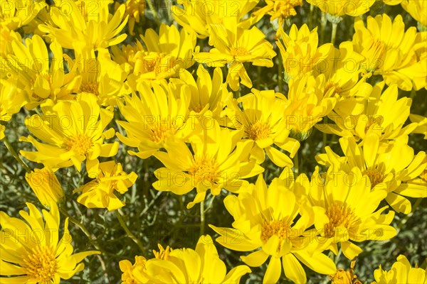 Yellow flowers