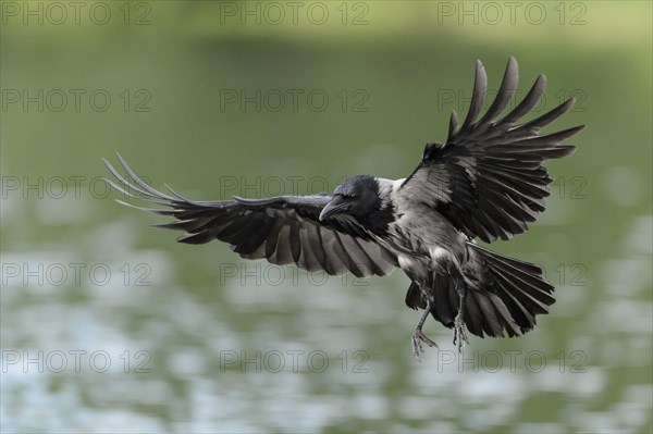 Hooded Crow (Corvus corone cornix) hunting for fish on a lake