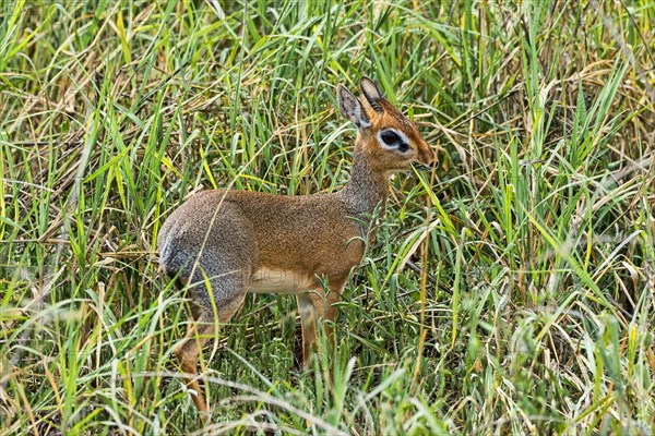 Kirk's Dik-dik (Madoqua kirkii)