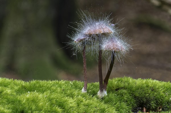 Bonnet Mould (Spinellus fusiger)