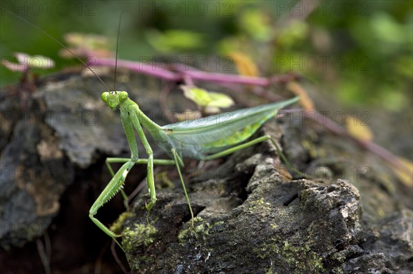 South American Green Mantis (Oxyopsis gracilis)