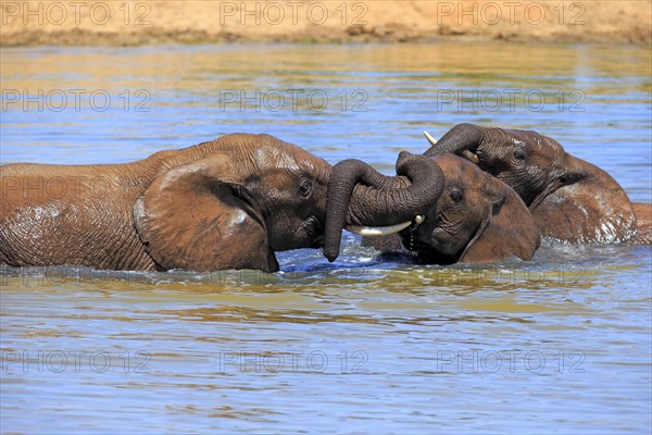 African elephant (Loxodonta africana) elephants bathing in the water